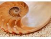 Photomural Nautilus