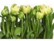 Fotomural Tulips