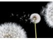 Fotomural Dandelions