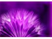 Photomural Piurple Dandelion