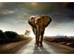 Photomural Elephant