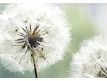 Photomural Dandelion