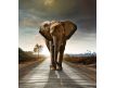 Photomural Elefante