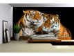 Photomural Tigers