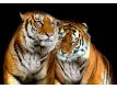 Photomural Tigers