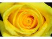 Photomural Yellow Rose Macro